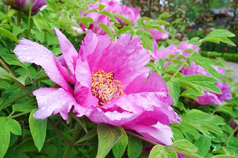Una imagen horizontal de cerca de una flor de peonía de árbol rosa brillante que crece en el jardín.