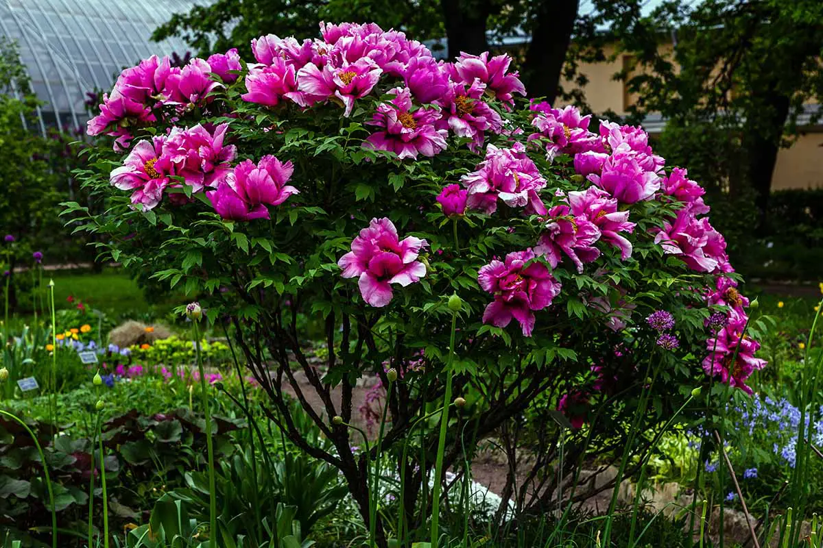 Una imagen horizontal de primer plano de un arbusto Paeonia x suffruticosa con flores de color rosa brillante que crecen en el patio trasero.