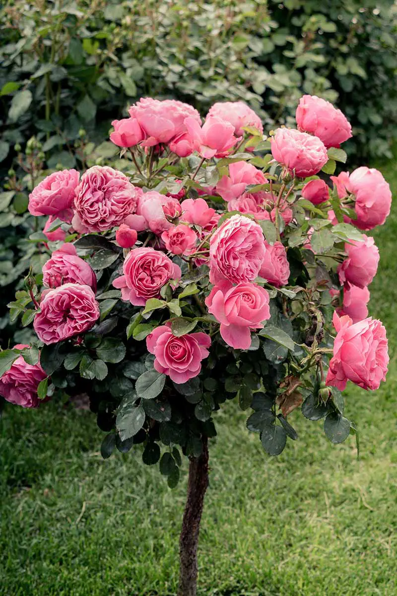 Una imagen vertical de primer plano de flores rosas en un árbol sano que crece en el jardín con un seto en un enfoque suave en el fondo.