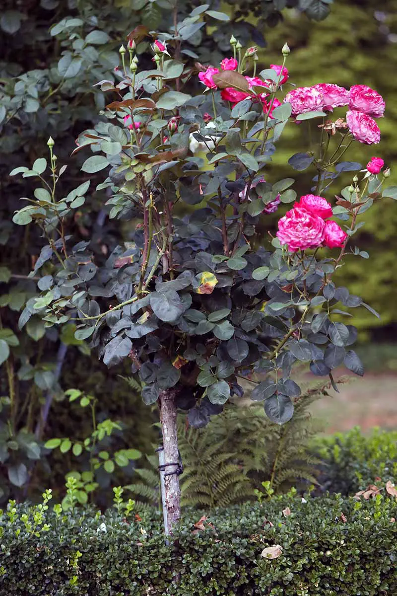 Una imagen vertical de cerca de un arbusto en forma de árbol que crece en el jardín con flores de color rosa brillante que contrastan con el follaje verde oscuro.