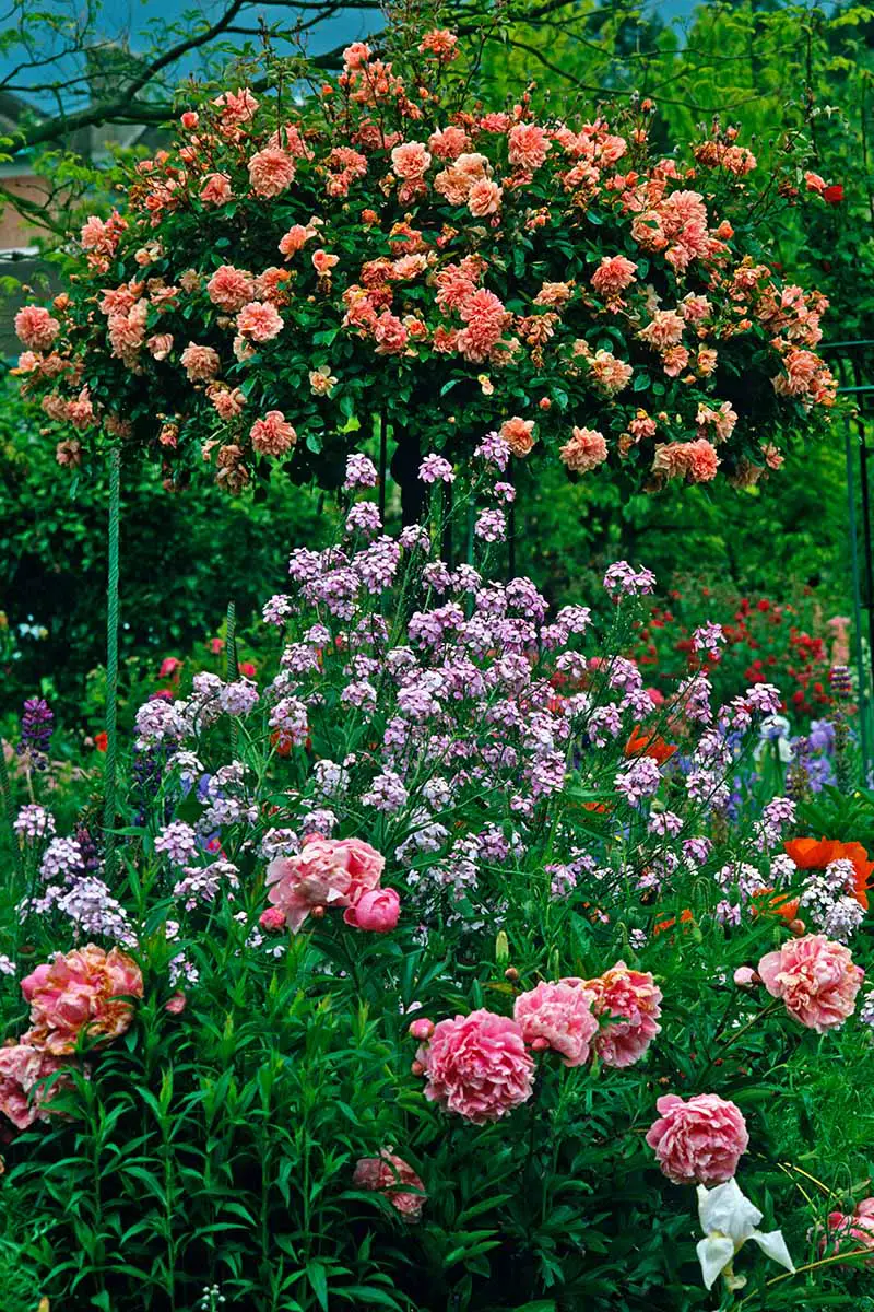 Una imagen vertical de cerca de un jardín de cabañas plantado con rosales y arbustos y una variedad de otras plantas perennes.