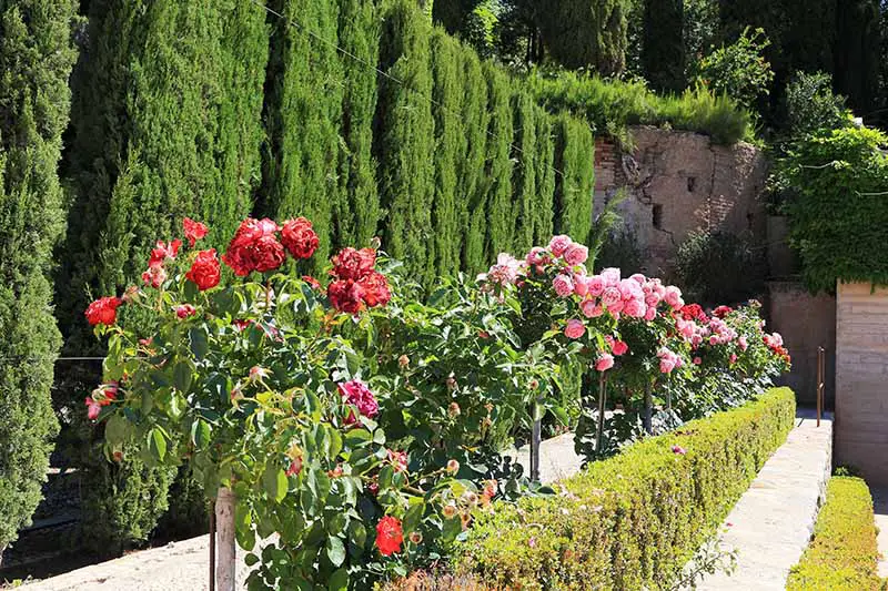 Una imagen horizontal de un jardín formal en España plantado con setos de boj y rosas de árbol.
