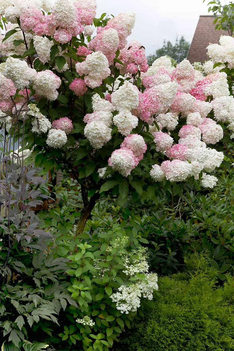 Una imagen vertical de primer plano de una gran hortensia de panícula con flores rosadas y blancas que ha sido entrenada para crecer en forma de árbol.