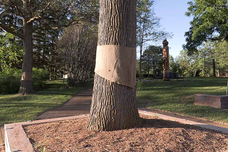 Una imagen horizontal de un árbol envuelto con arpillera que crece en un parque.