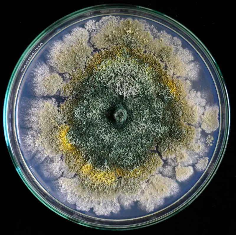 Hongos Trichoderma creciendo en una placa de Petri.  Vista de arriba hacia abajo con un fondo negro.