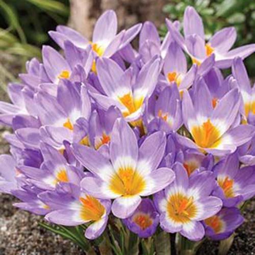 Un primer plano de la variedad 'Tricolor' de C. sieberi, flores de color púrpura claro con centros blancos y amarillos, que crecen en el jardín.
