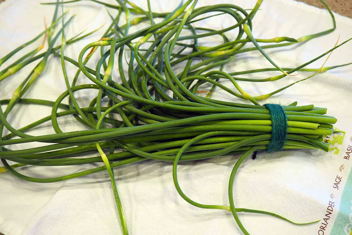 Una imagen horizontal de primer plano de los paisajes verdes cortados de una planta de ajo de cuello duro atados con una cuerda y colocados en un paño de cocina.