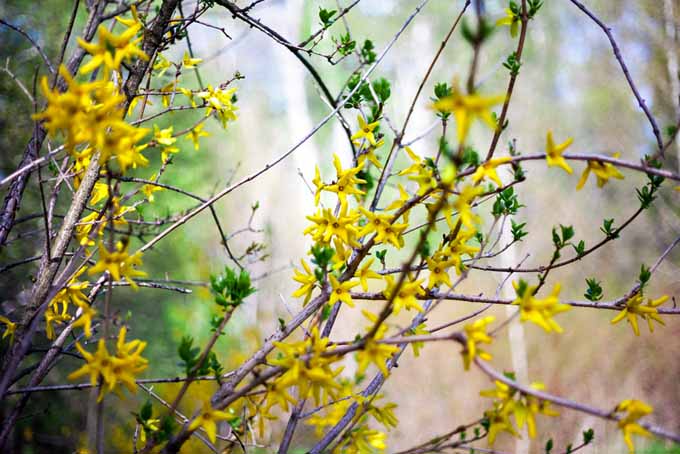 Un primer plano de las ramas de una forsythia con pequeñas flores amarillas que florecen a principios de la primavera, representadas en un fondo de enfoque suave.