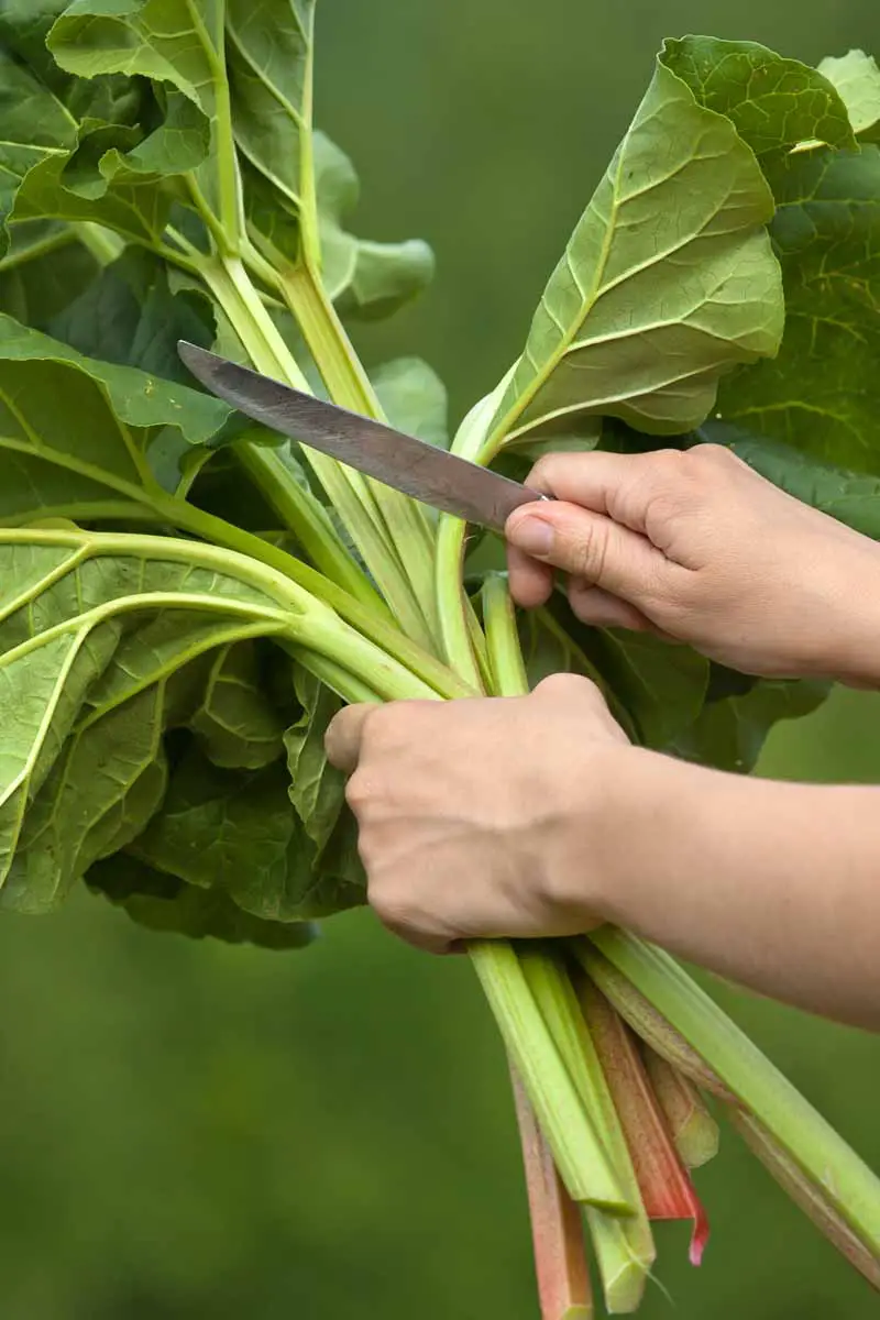 Una imagen vertical de cerca de una mano agarrando un montón de tallos de ruibarbo recién cosechados, y con la otra mano, sosteniendo un cuchillo para cortar el follaje verde frondoso, sobre un fondo verde de enfoque suave.