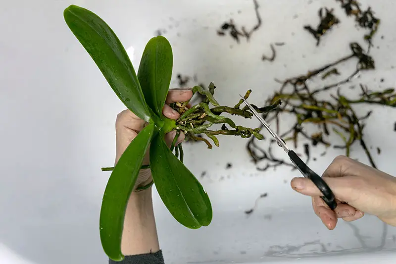 Una imagen horizontal de primer plano de dos manos recortando raíces malsanas de una planta de interior representada en un fondo blanco.