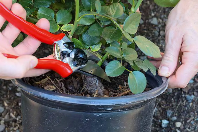 Una imagen horizontal de primer plano de las manos de un jardinero usando un par de podadoras para recortar las cañas de un arbusto antes de plantarlo en el jardín.