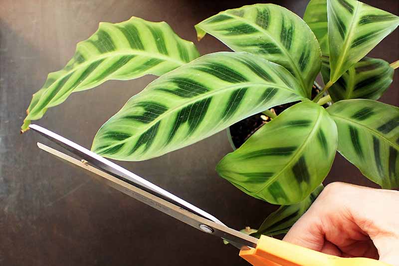 Una imagen horizontal de primer plano de una mano desde la derecha del marco que sostiene un par de tijeras cortando las puntas de las hojas de una planta de interior.