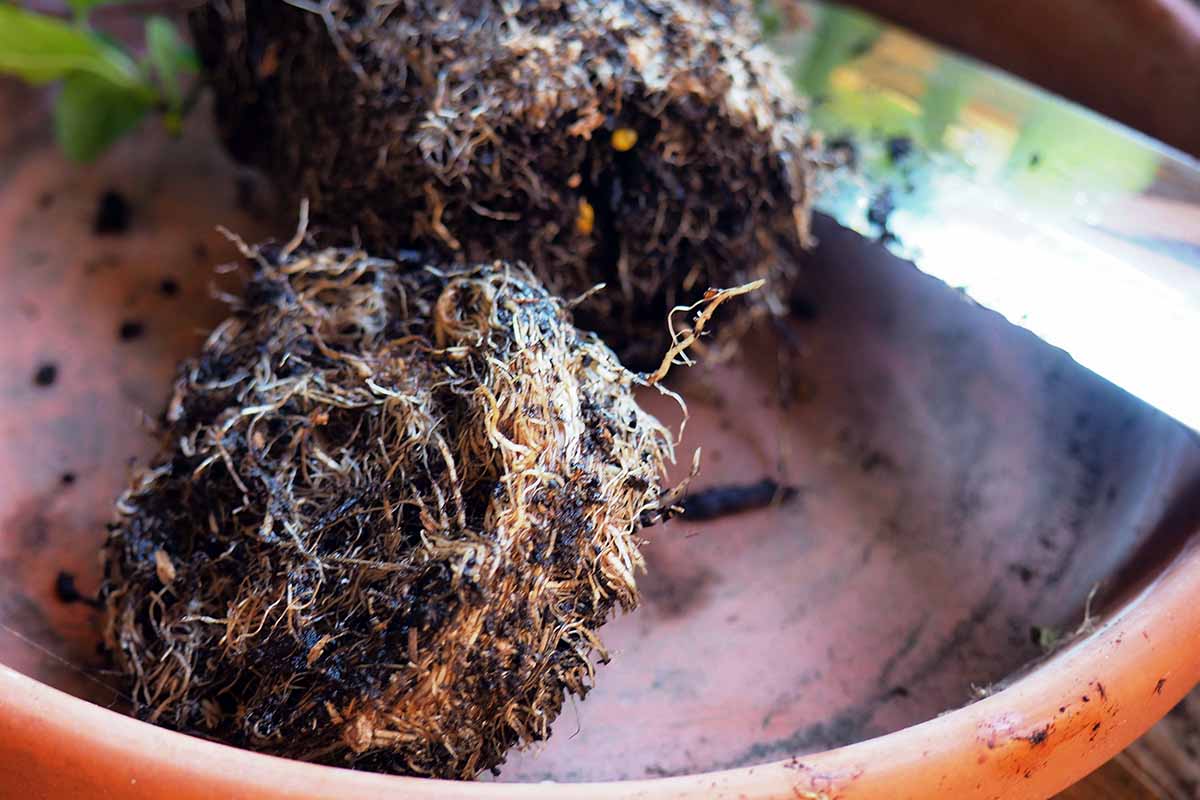 Una imagen horizontal del cepellón de una planta que no ha sido colocada en una maceta y cuyas raíces han sido recortadas y listas para trasplantarlas.