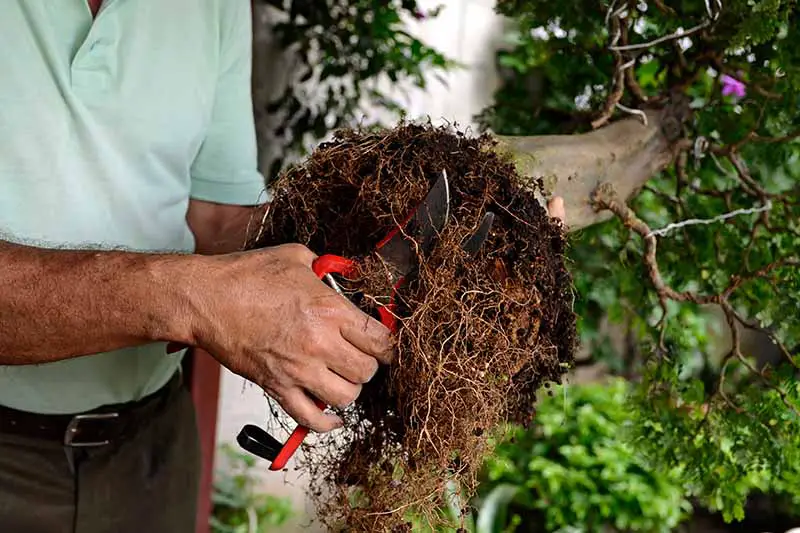 Una imagen horizontal de primer plano de un hombre que sostiene un par de tijeras de podar recortando las raíces de un arbusto lila antes de plantarlo en una maceta.