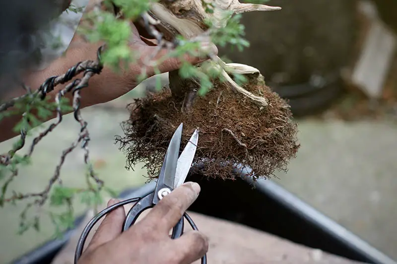 Una imagen horizontal de primer plano de dos manos con tijeras de podar bonsái cortando las raíces de una planta antes de trasplantarla.
