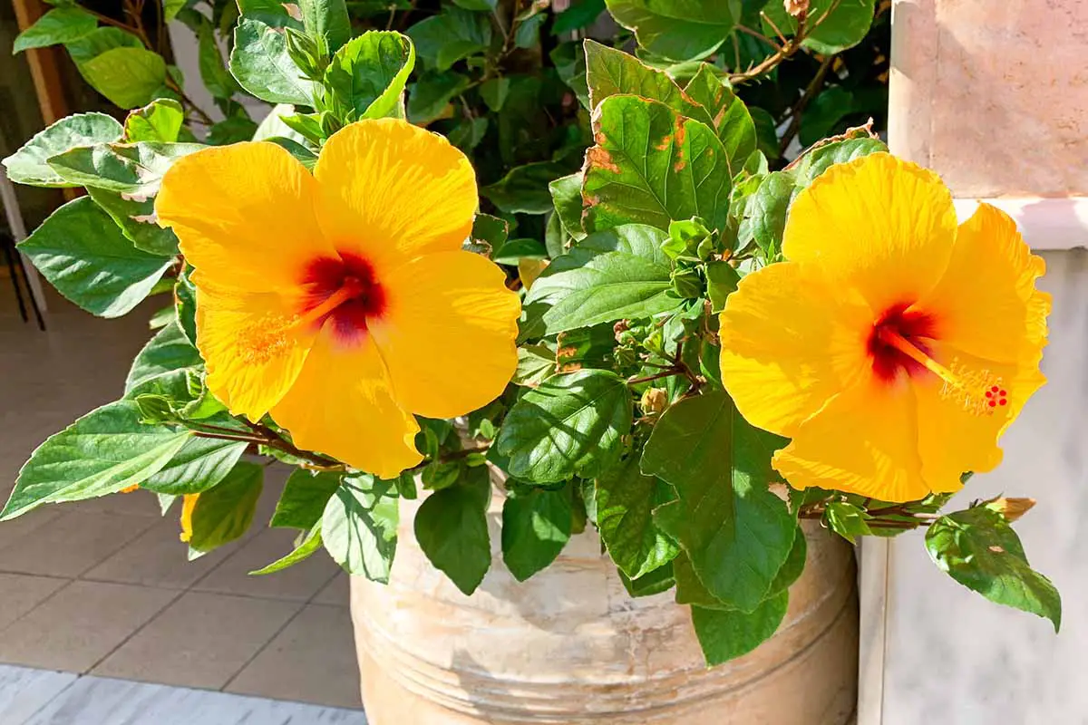 Un primer plano de flores amarillas de hibisco tropical que crecen en una maceta de terracota en el patio fotografiado bajo el sol brillante.