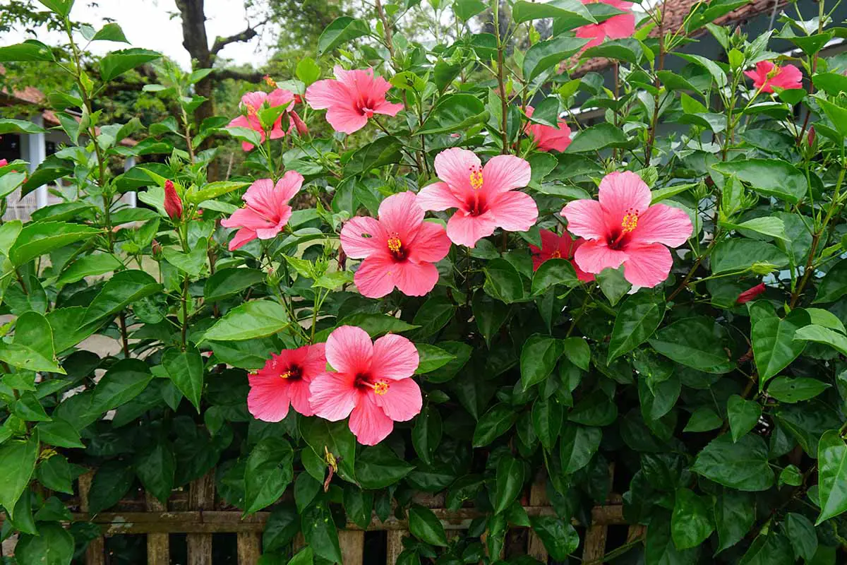Una imagen horizontal de un arbusto de hibisco tropical rosa que crece en el jardín.