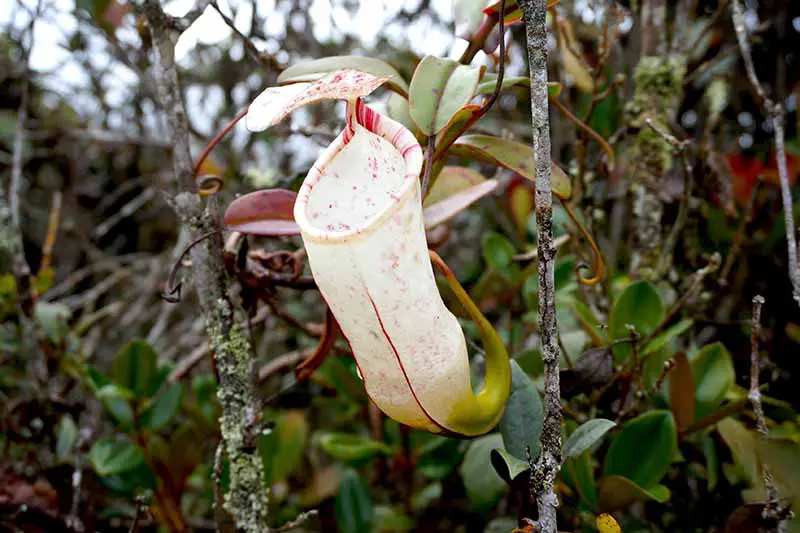 Una imagen horizontal de cerca de una planta de jarra de las tierras altas (Nepenthes) que crece en un hábitat selvático.