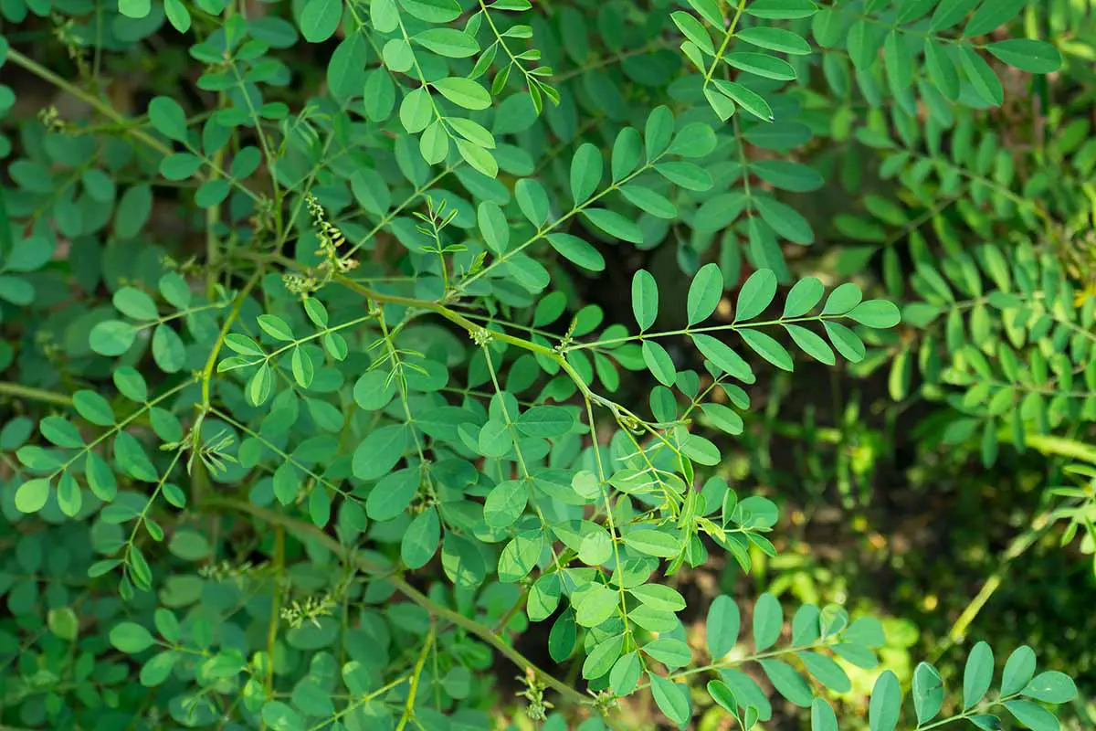 Una imagen horizontal de primer plano del follaje de verdadero índigo (Indigofera tinctoria) que crece en el jardín.
