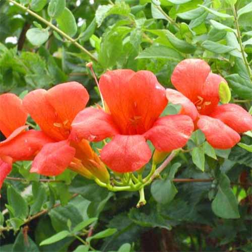 Primer plano de flores de enredadera de trompeta roja de cuatro pétalos rojo-naranja, con hojas verdes que crecen en vides.