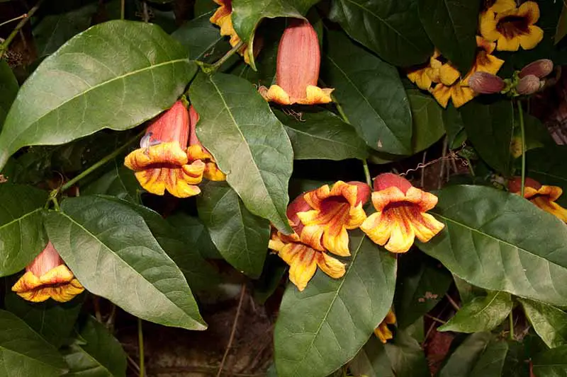 Un primer plano de las hojas de color verde oscuro y las flores en forma de trompeta rojas y amarillas de la vid Bignonia capreolata que crece en el jardín.