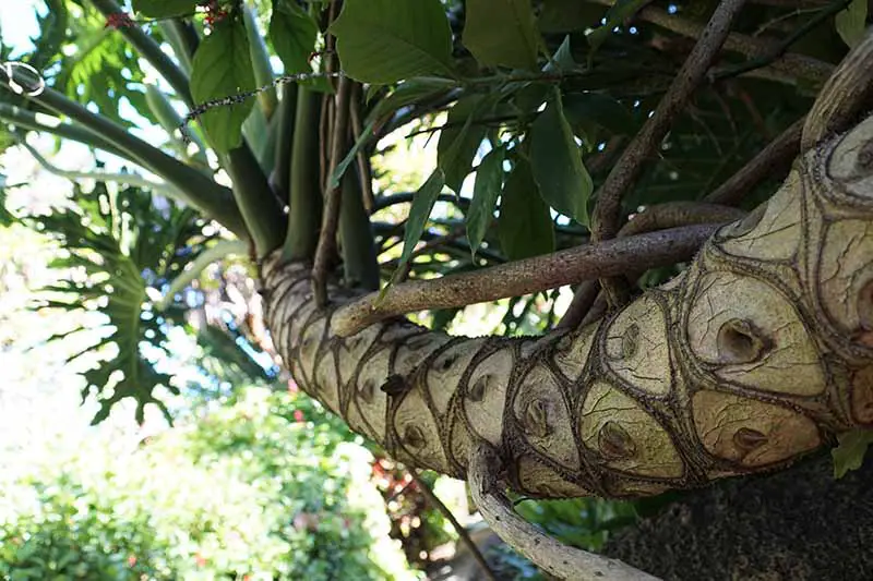 Una imagen horizontal de primer plano de un gran árbol filodendro que crece al aire libre con el distintivo tronco leñoso.