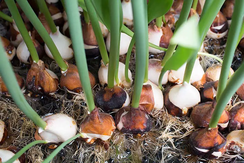 Un primer plano de bulbos de primavera que crecen hidropónicamente con raíces visibles y brotes verdes que se extienden hacia arriba.