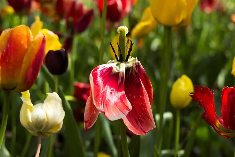 Un primer plano de una flor de tulipán dejando caer sus tépalos al final de su temporada de floración, rodeada de otras flores bajo el sol brillante, desvaneciéndose en un enfoque suave en el fondo.