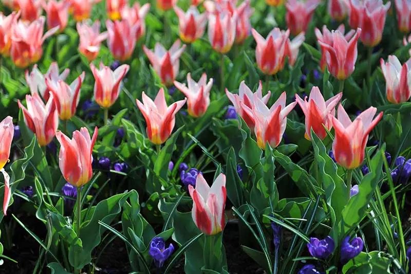 Una imagen horizontal de primer plano de los delicados tulipanes Kaufmanniana que crecen en el jardín con pequeñas flores azules intercaladas a su alrededor, representadas bajo un sol brillante.