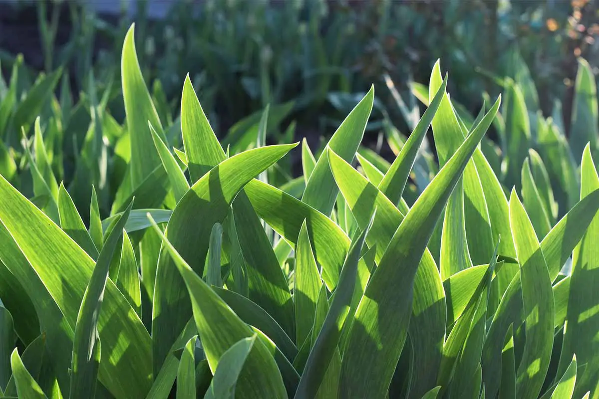 Una imagen horizontal del amplio follaje verde de los tulipanes que crecen en el jardín de primavera.