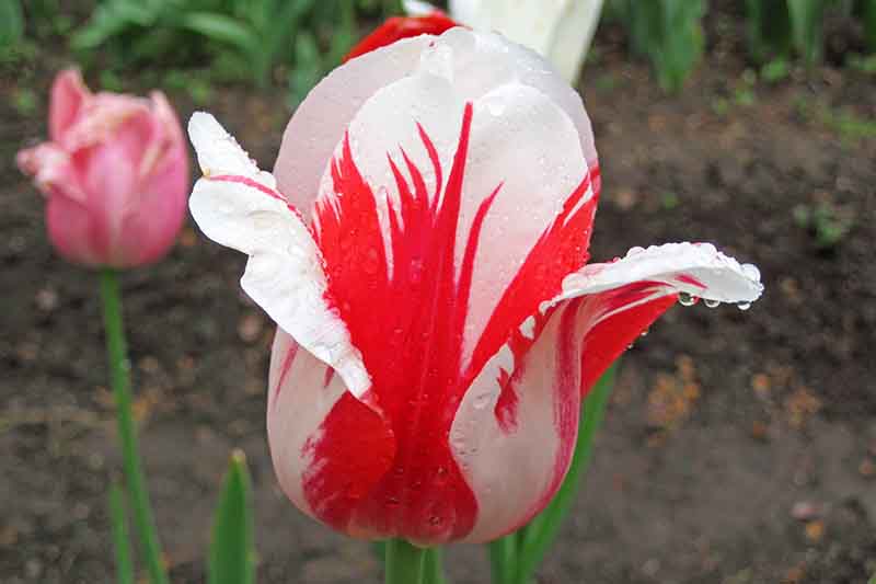 Un primer plano de una flor de tulipán que muestra un interesante color "roto" como resultado del virus del mosaico, sobre un fondo oscuro de enfoque suave.