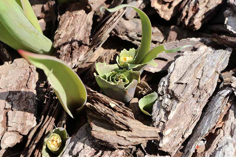 Una imagen de cerca de arriba hacia abajo de los bulbos de primavera comidos por los herbívoros, el follaje cortado hasta el suelo, rodeado de mantillo de corteza, fotografiado a la luz del sol.