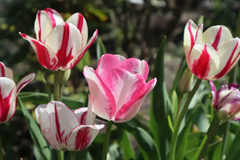Una imagen horizontal de primer plano de tulipanes Rembrandt rosas, rojos y blancos que crecen en el jardín, fotografiados bajo el sol brillante sobre un fondo de enfoque suave.