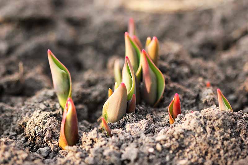 Un primer plano de los nuevos brotes de bulbos de tulipanes empujando a través del suelo en primavera, fotografiados bajo un sol brillante con el suelo en un enfoque suave en el fondo.