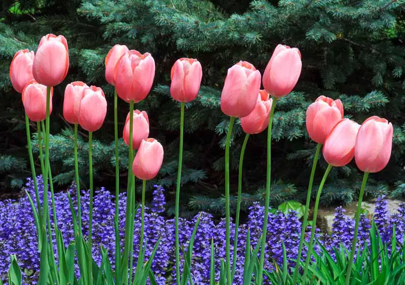 Tulipanes rosados ​​que florecen sobre flores de ajuga violeta con pinos de abeto azul en el fondo.