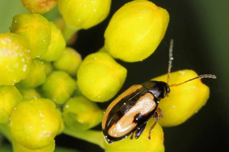 Escarabajo de pulgas de nabo (Phyllotreta nemorum) alimentándose de una planta representada en un fondo oscuro.