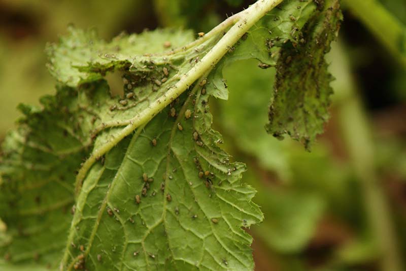 Una imagen horizontal de primer plano de hojas de nabo infestadas de áfidos en un fondo de enfoque suave.