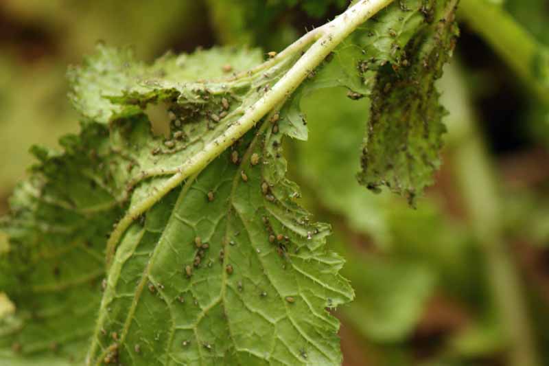 Áfidos del nabo (Lipaphis erysimi) atacando las hojas.