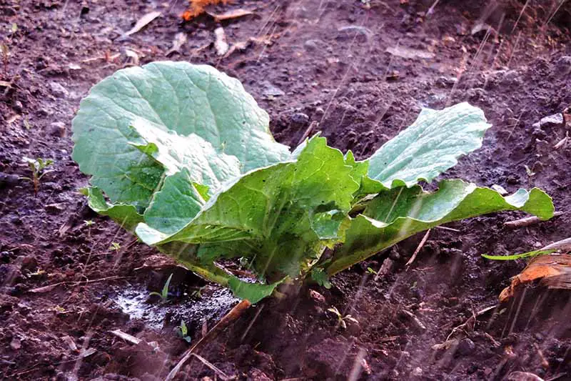 Una imagen horizontal de cerca de una pequeña planta en una fuerte lluvia.