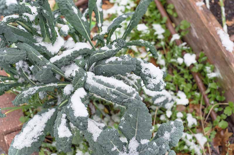 Un primer plano de Brassica oleracea toscana que crece en una cama de jardín elevada de madera cubierta de una ligera capa de nieve.
