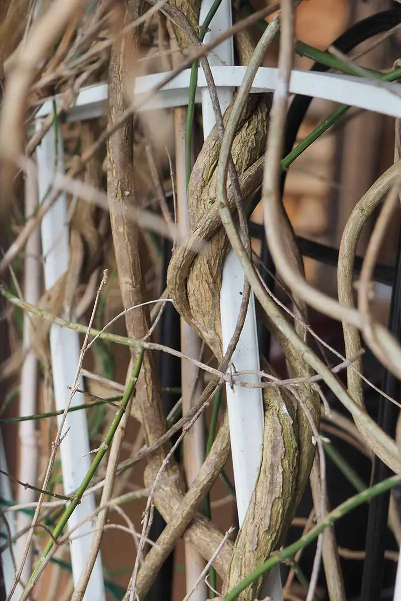 Una imagen vertical de cerca de los tallos entrelazados de las vides de jazmín que crecen en un enrejado blanco.