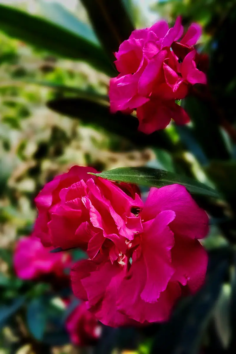 Una imagen vertical de primer plano de las flores dobles de Nerium 'Twist of Pink' que crecen en el jardín en la foto sobre un fondo de enfoque suave.