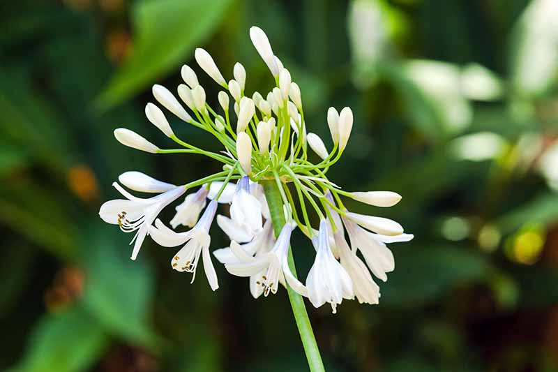 Imagen de primer plano de un racimo de flores blancas y azul pálido y capullos de la variedad 'Twiter' de agapanthus bicolor, en un tallo verde, con follaje verde a la luz del sol moteado en un enfoque suave en el fondo.