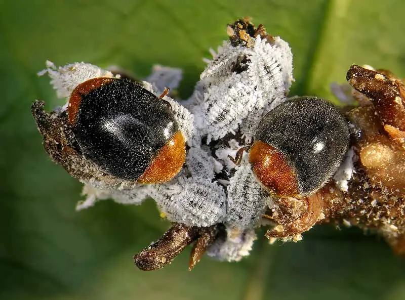 Una imagen horizontal de cerca de dos escarabajos de mariquita que se alimentan de cochinillas de algodón representadas en un fondo de enfoque suave.