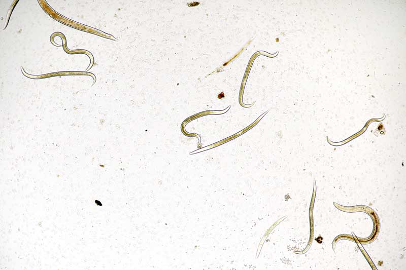 Vista horizontal de arriba hacia abajo de una imagen de un grupo de nematodos microscópicos que habitan en el suelo.