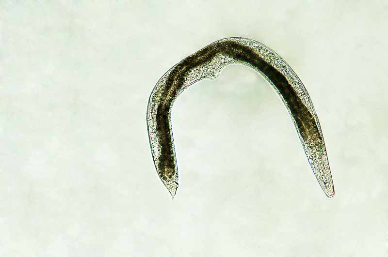 Una imagen horizontal de primer plano de un nematodo microscópico beneficioso que habita en el suelo.