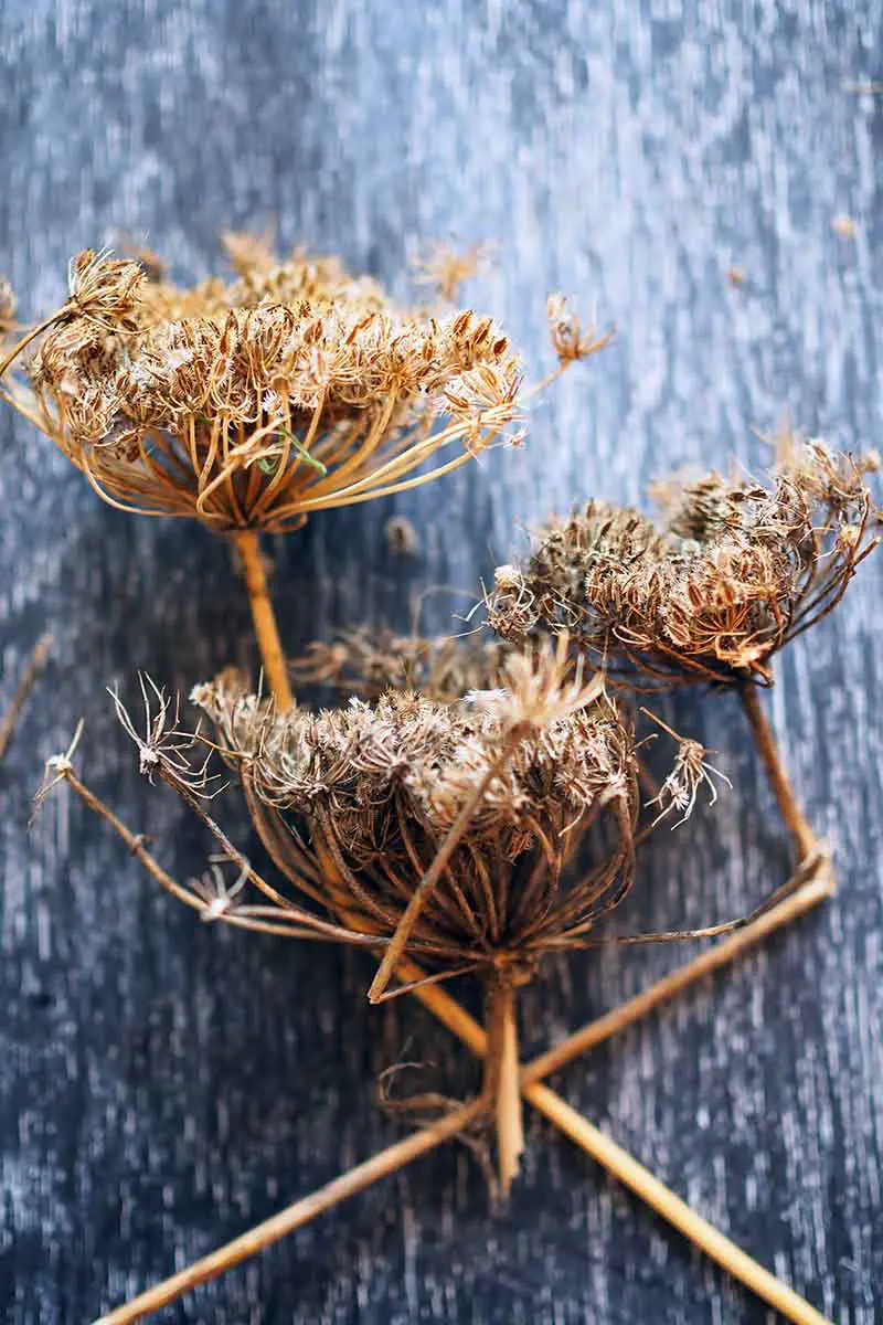 Una imagen vertical de primer plano de cabezas de semillas secas cosechadas de plantas de zanahoria en su segundo año de crecimiento, para guardar las semillas, colocadas sobre una superficie de madera rústica oscura.