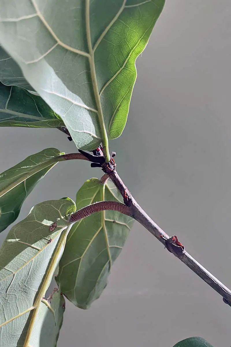Una imagen vertical de primer plano de la parte inferior del follaje de un árbol Ficus lyrata que crece como planta de interior, representada sobre un fondo gris.