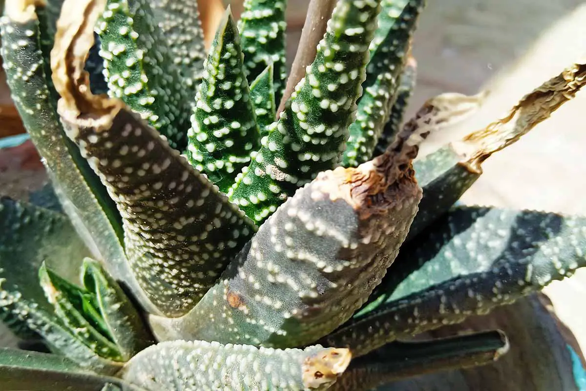 Una imagen horizontal de cerca de una planta de haworthia que se ha secado las puntas de las hojas representadas a la luz del sol.