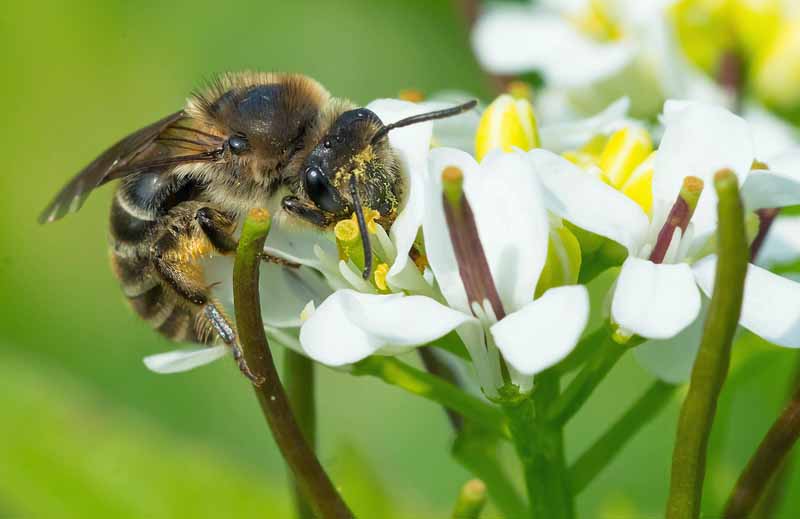 Una abeja de celofán desigual o Colletes inaequalis se asienta sobre una flor de pétalo blanco.